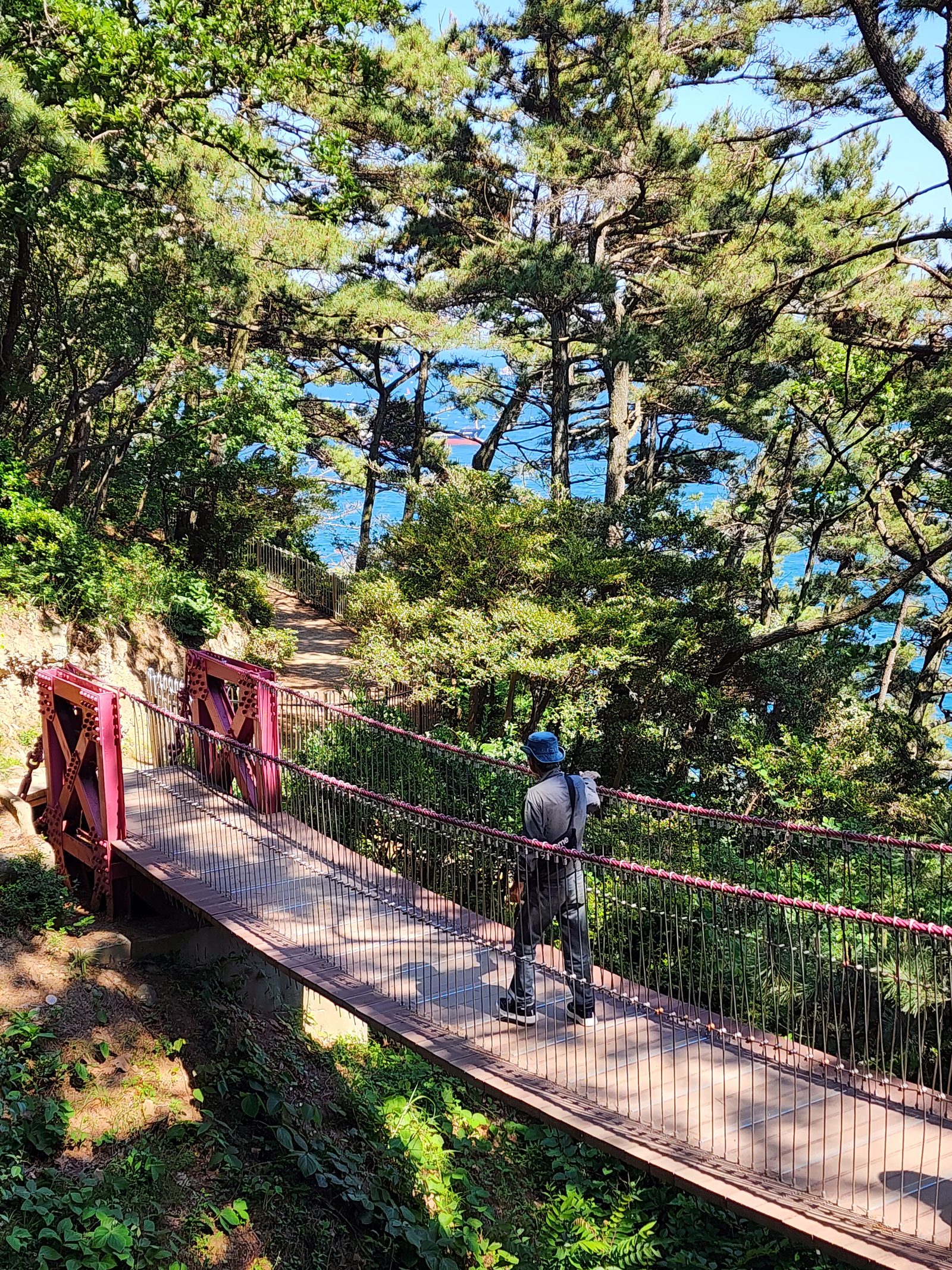암남공원 소나무 숲 속 나무 데크 길과 걷는 방문객