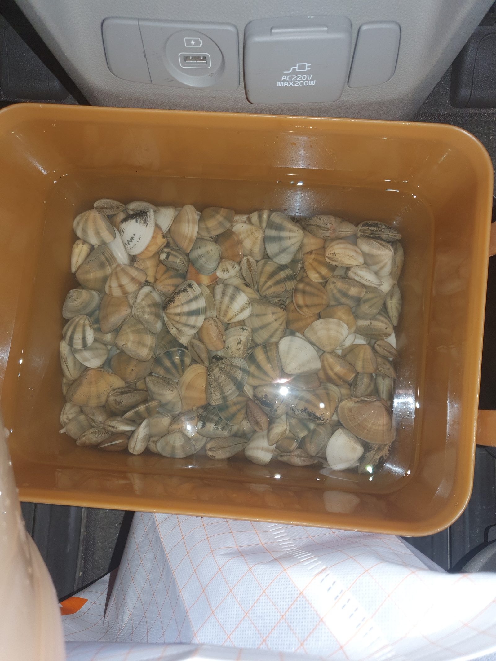 차 안 갈색 통에 물과 함께 담긴 직접 캔 조개