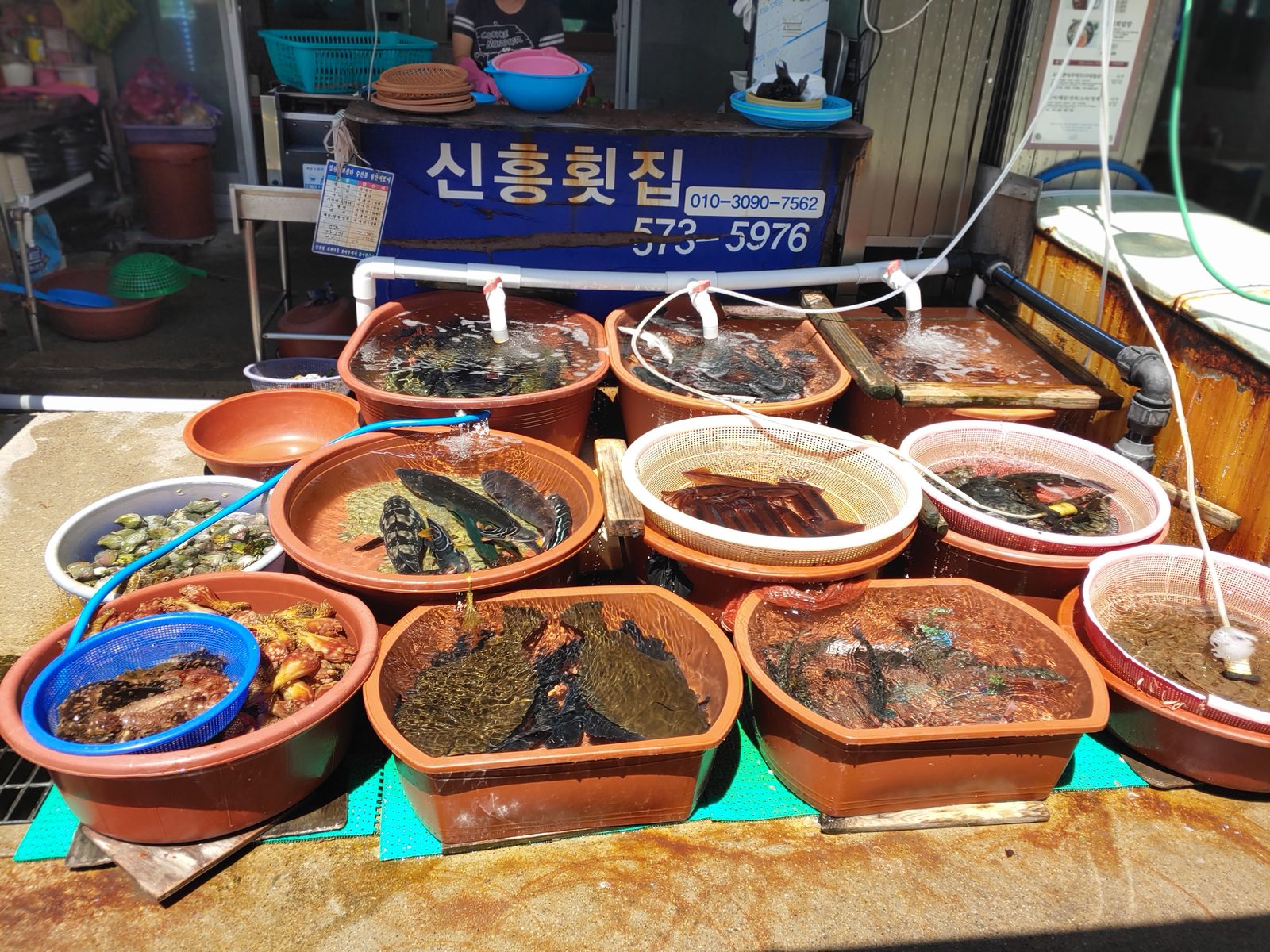 임원항 신흥횟집 앞 수조와 간판
