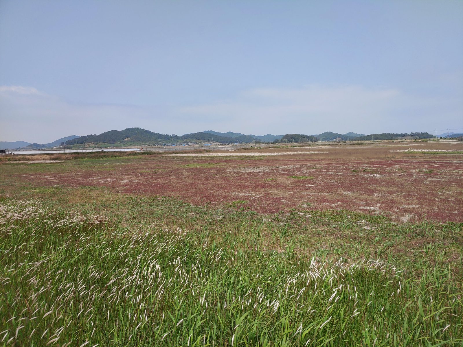 흰 풀밭 너머 넓게 펼쳐진 붉은 식생